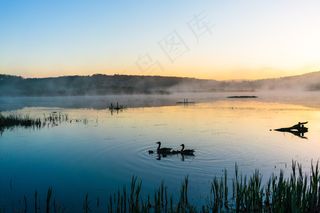 鸟，蓝色，平静，黎明，地平线，湖，杂乱，早晨，山，性质，池塘，涟漪，剪影，天空，太阳，天鹅，水