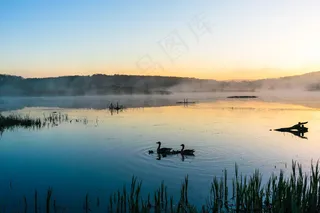 鸟，蓝色，平静，黎明，地平线，湖，杂乱，早晨，山，性质，池塘，涟漪，剪影，天空，太阳，天鹅，水