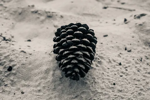 松果,虫子,夏威夷银箭草,穿山甲,冷杉,锥体