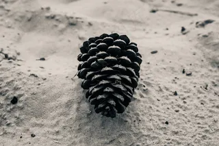 松果,虫子,夏威夷银箭草,穿山甲,冷杉,锥体