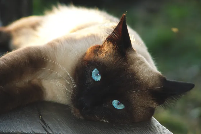 猫，猫，宠物，宠物