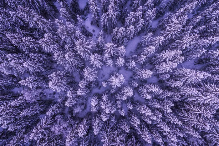 雪，野生，冬季