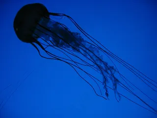 浅绿色，蓝色，生物，浮法，海j，海洋，海洋，海，游泳，水下，水，野生动物