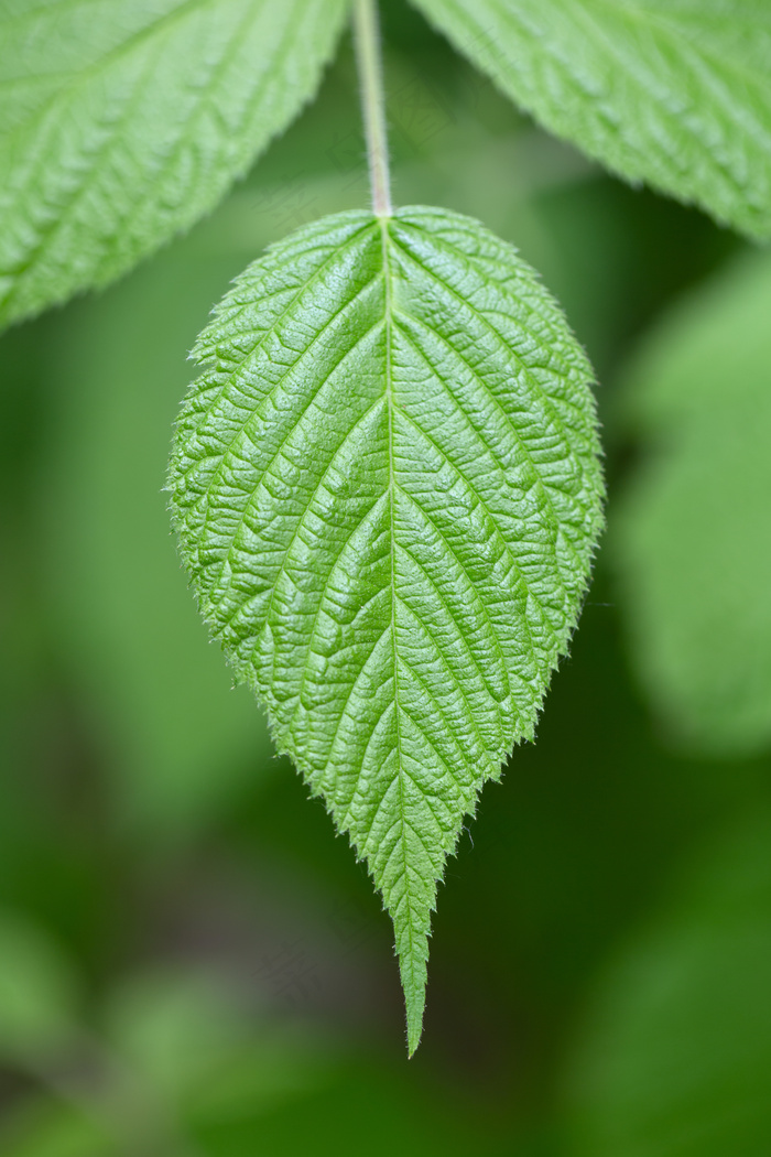 背景，特写，森林，绿色，增长，叶，叶，宏，移动壁纸，自然，模式，植物，纹理，树木