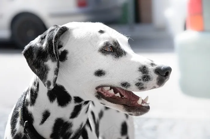 犬，Cc0，狗，朋友，高分辨率，宠物，股票，壁纸