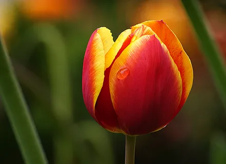 绽放,梅花,模糊,特写,露水,复活节,植物区系,花,花园,宏,花瓣,植物,春天,郁金香 绽放,梅花,模糊,特写,露水,复活节,植物区系,花,花园,宏,花瓣,植物,春天,郁金香