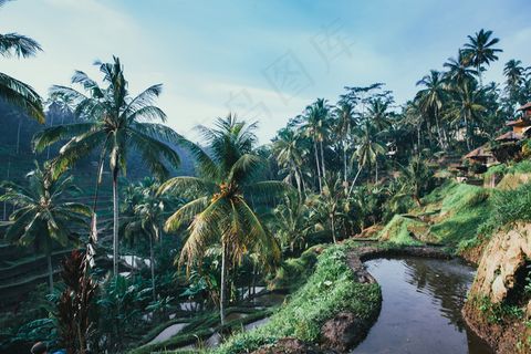 巴厘岛，字段，自然绿色，稻田，大米，露台