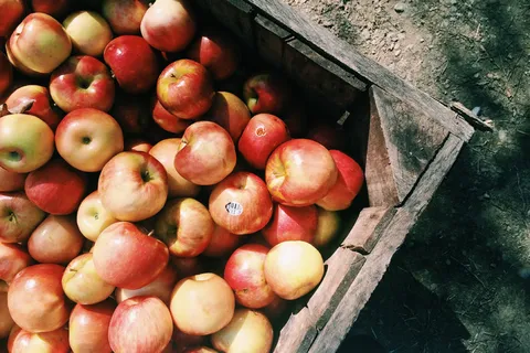 苹果,苹果,水果,红色 苹果,苹果,水果,红色