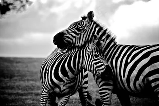 Cc0，儿童，高分辨率，哺乳动物，母亲，股票照片，野生，斑马