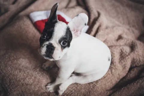 斗牛犬,Cc0,可爱,法语,高分辨率,股票照片,壁纸 斗牛犬,Cc0,可爱,法语,高分辨率,股票照片,壁纸