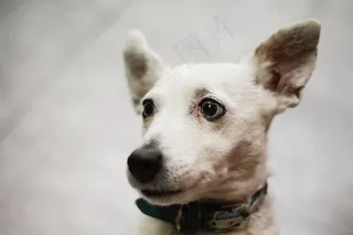 狗，狗，宠物，宠物