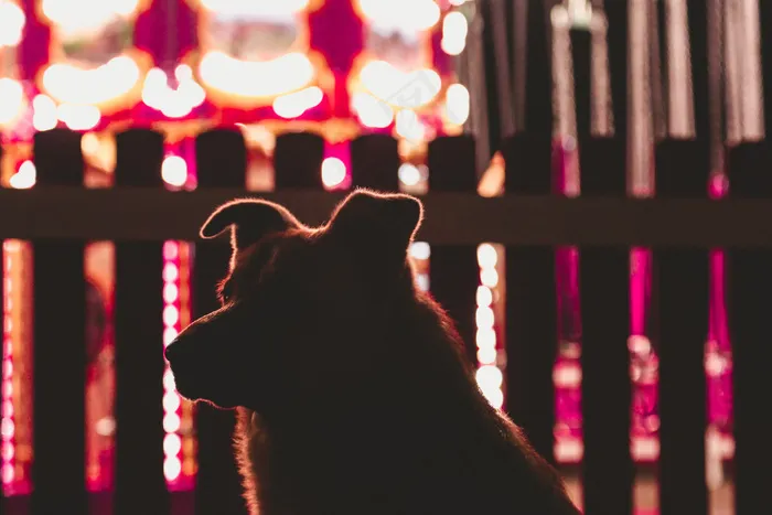 狗，狗，宠物，宠物