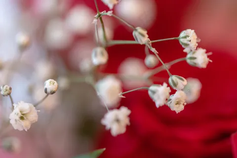 盛开,梅花,植物学,特写,装饰,花卉,鲜花,新鲜,花园,宏,自然,有机,植物,简单,春天 盛开,梅花,植物学,特写,装饰,花卉,鲜花,新鲜,花园,宏,自然,有机,植物,简单,春天