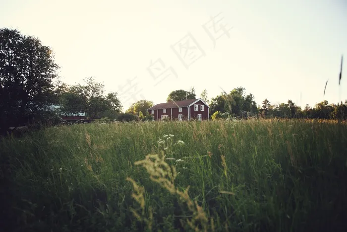 秋季，棕色，作物，农场，农舍，字段，绿色，成长，夏天