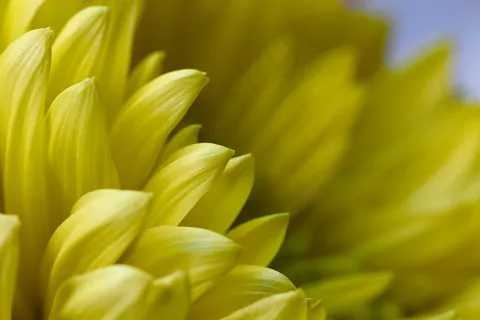 盛开,梅花,植物学,特写,新鲜,花园,高清壁纸,宏,性质,有机,花瓣,植物,植被,黄色 盛开,梅花,植物学,特写,新鲜,花园,高清壁纸,宏,性质,有机,花瓣,植物,植被,黄色