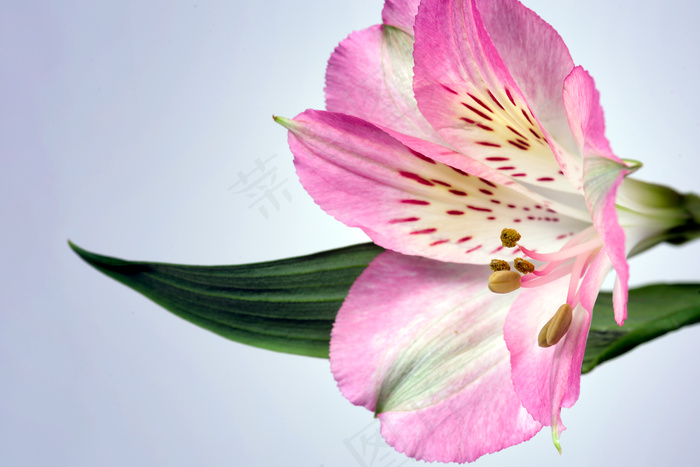 美丽，水华，梅花，植物学，详细信息，花卉，花，新鲜，宏，有机，花瓣，粉红色，花粉