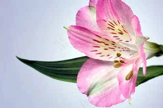 美丽，水华，梅花，植物学，详细信息，花卉，花，新鲜，宏，有机，花瓣，粉红色，花粉