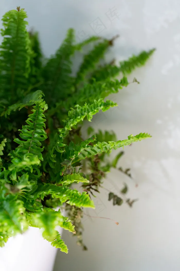 装饰，蕨类植物，植物区系，花盆，绿色，增长，房子，室内，室内，室内，叶子，自然，植物