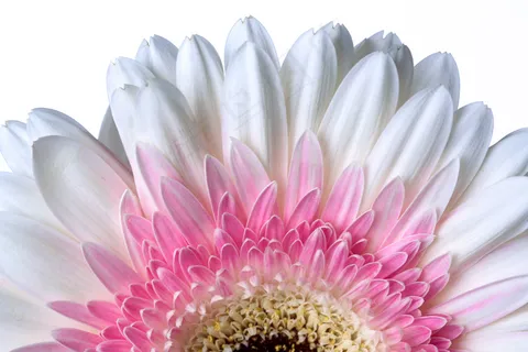 美丽,水华,梅花,植物学,特写,花卉,新鲜,花园,高清壁纸,隔离,宏,有机,粉彩,花瓣 美丽,水华,梅花,植物学,特写,花卉,新鲜,花园,高清壁纸,隔离,宏,有机,粉彩,花瓣