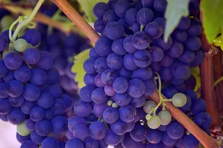 水果，水果，葡萄，葡萄，成长