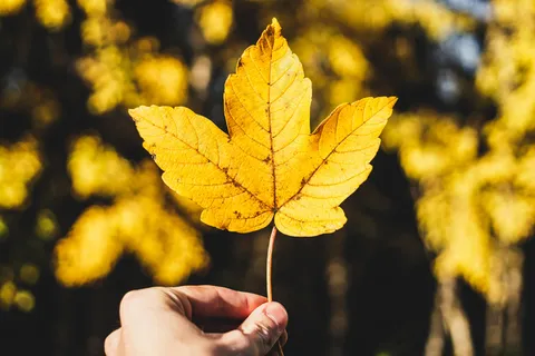 秋季,秋天,森林,手,叶,叶,季节,单,森林,黄色 秋季,秋天,森林,手,叶,叶,季节,单,森林,黄色