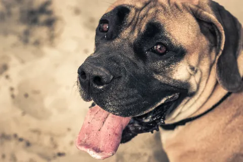 狗，狗，宠物，宠物，舌头