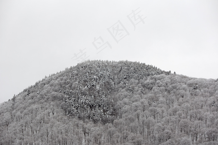 气候，云，环境，探索，雾，森林，徒步旅行，山，性质，户外，树木，天气