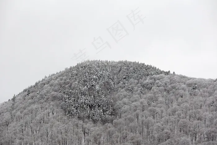 气候，云，环境，探索，雾，森林，徒步旅行，山，性质，户外，树木，天气