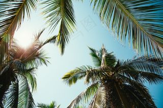 背景，高清壁纸，棕榈树，天空，夏季，阳光，旅游，热带，度假，温暖