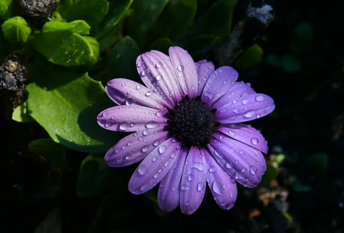 美丽，特写，水滴，花卉，花园，高清壁纸，宏，植物，雨，天气