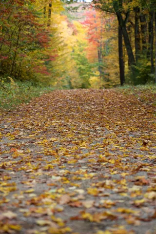 秋季，多彩，秋天，树叶，森林，徒步旅行，叶，枫树，路径，树木，充满活力
