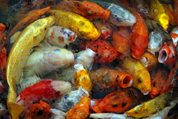 背景，鲤鱼，特写，多彩，环境，鱼，淡水，锦鲤，池塘，游泳，水，野生，野生动物