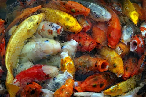 背景，鲤鱼，特写，多彩，环境，鱼，淡水，锦鲤，池塘，游泳，水，野生，野生动物