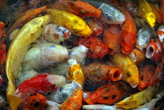 背景，鲤鱼，特写，多彩，环境，鱼，淡水，锦鲤，池塘，游泳，水，野生，野生动物