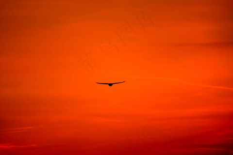 鸟，鸟，鹰，鹰，飞行，飞行，猎物