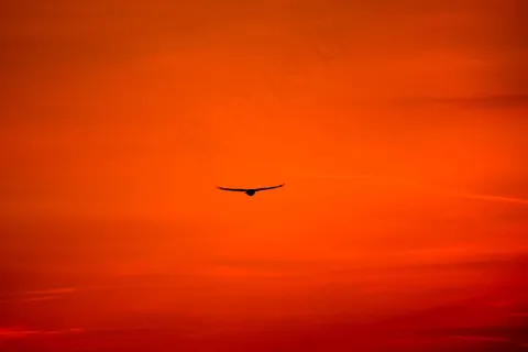 鸟，鸟，鹰，鹰，飞行，飞行，猎物