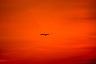 鸟，鸟，鹰，鹰，飞行，飞行，猎物