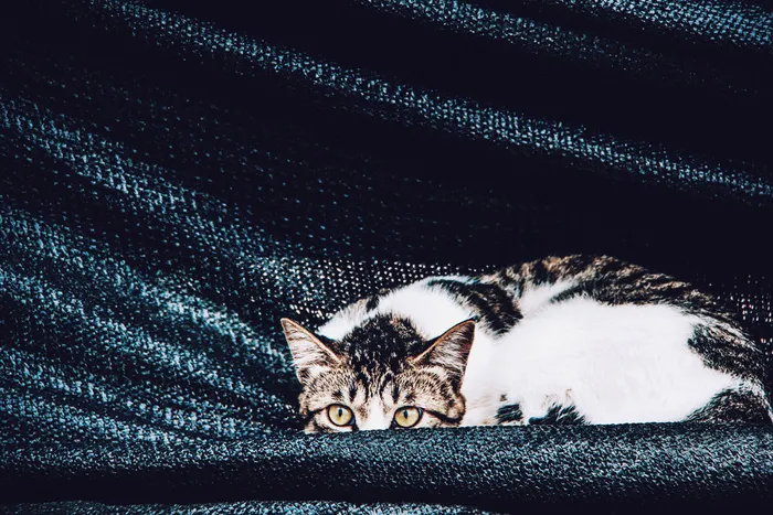 猫，猫，眼睛，看，宠物，宠物，手表