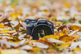 秋季，相机，单反，秋天，森林，镜头，摄影师，摄影，森林