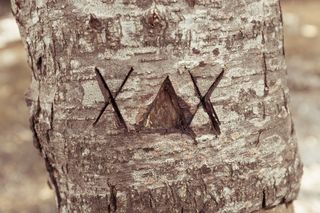 树皮，Cc0，交叉，森林，高分辨率，划伤，股票照片，文本，树，木