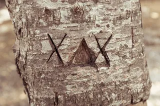 树皮，Cc0，交叉，森林，高分辨率，划伤，股票照片，文本，树，木