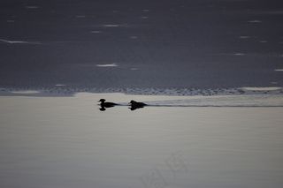 鸟类，冷，冻结，冰，湖，剪影，游泳，水，冬季