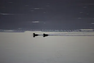 鸟类，冷，冻结，冰，湖，剪影，游泳，水，冬季