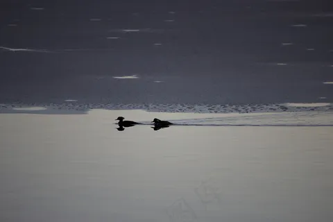 鸟类,冷,冻结,冰,湖,剪影,游泳,水,冬季 鸟类,冷,冻结,冰,湖,剪影,游泳,水,冬季