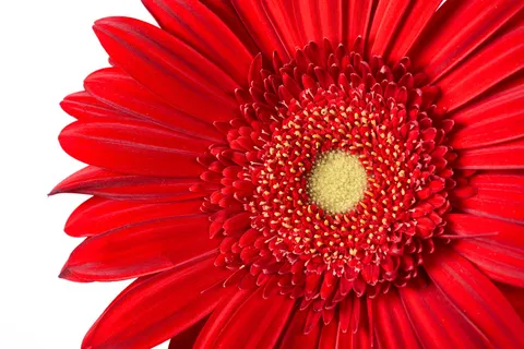 绽放,梅花,特写,花卉,新鲜,花园,隔离,宏,花瓣,植物,花粉,漂亮,红色,植被,野生动物 绽放,梅花,特写,花卉,新鲜,花园,隔离,宏,花瓣,植物,花粉,漂亮,红色,植被,野生动物