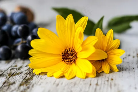 盛开,梅花,花束,特写,装饰,设计,花卉,花卉,新鲜,花园,园艺,葡萄,叶,花瓣,植物,仿古,季节,春天,表,木,木纹,黄色 盛开,梅花,花束,特写,装饰,设计,花卉,花卉,新鲜,花园,园艺,葡萄,叶,花瓣,植物,仿古,季节,春天,表,木,木纹,黄色
