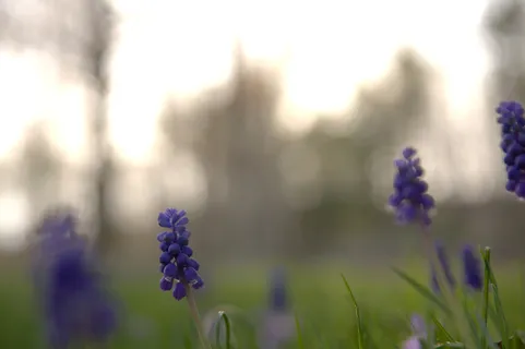 盛开,蓝铃,散景,特写,花卉,花卉,花卉,花园,草,户外,植物,植被 盛开,蓝铃,散景,特写,花卉,花卉,花卉,花园,草,户外,植物,植被