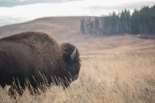 野牛，环境，字段，草地，性质，户外，野生动物