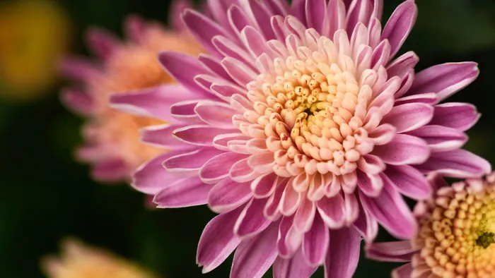 美丽，水华，梅花，植物学，花卉，花卉，新鲜，花园，高清壁纸，宏，性质，花瓣，粉红色，漂亮，春天