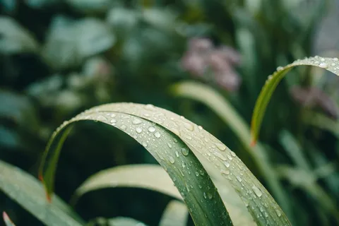 植物学,气候,特写,露水,水滴,环境,新鲜,花园,绿色,增长,叶子,宏,自然,有机,户外,植物,雨,春天,夏季,植被,水 植物学,气候,特写,露水,水滴,环境,新鲜,花园,绿色,增长,叶子,宏,自然,有机,户外,植物,雨,春天,夏季,植被,水